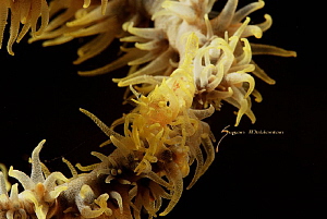 Xeno Shrimp -Whip Coral Shrimp by Suzan Meldonian 